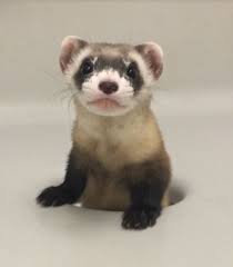 Scientists clone first EVER endangered species in US as cute ferret is born  from genes of animal that died 30 years ago