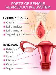 There are many vocal ranges and voice types for females, and this section will discuss about the 3 main types of female voices, their respective note ranges, as well as how their tessituras or most comfortable voice ranges differ from each other. Female Reproductive System Parts Functions Shecares