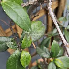 Image result for Jasmine Yellow 1994 Reliant