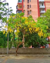Check spelling or type a new query. Cassia Fistula Wikipedia