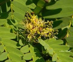 Image result for Brachystegia microphylla
