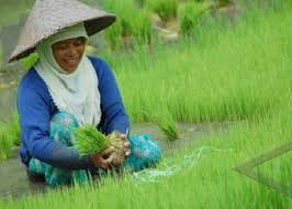 Gambar sketsa petani di sawah, gambar petani menanam padi di sawah, gambar petani mencangkul di sawah, gambar petani di sumber air untuk mengairi sawah petani di kecamatan kedurang selama ini mengandalkan dari irigasi tersebut. Gambar Petani Sedang Mencangkul Di Sawah
