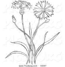 56597 Bachelor Button Flowers Flower Line Drawings Hanging Plants