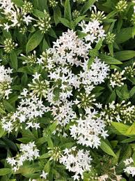 Image result for Pentas schimperi