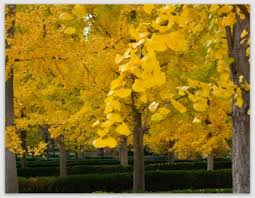 Figure out challenging puzzle levels: Path2newme Bushy Autumn Tree Merge Dragons Merge Dragons Tips And Tricks Youtube Merge Dragons How To Get Grimm Trees