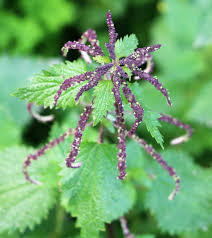 Image result for Urticaceae