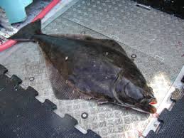 Atlantic Halibut