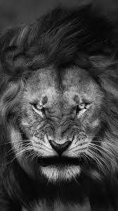 1080p Black And White Lion Wallpaper Angry Lion Face Wallpaper Iphone Wallpaper Lion Photography Lion Wallpaper Lion Images