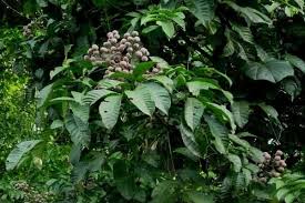 Image result for Landolphia owariensis