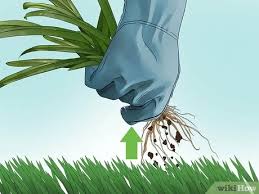 We did not find results for: 9 Easy Ways To Get Rid Of Weeds Without Killing Grass Wikihow