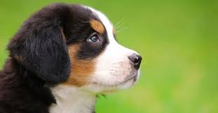 Box 277, vail, az 85641 map it. Big Lovable Goofball Is A Bernese Mountain Dog Right For You K9 Web