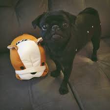 Cao De Pequeno Porte De Origem Mexicana Pin Em Kefera Buchcman