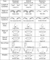 Recessive Dominant Trait Activity Biology Lessons Biology