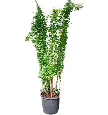 Image result for Sesbania quadrata