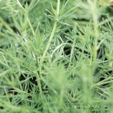 Image result for Lotus berthelotii