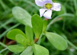 Image result for foto bacopa