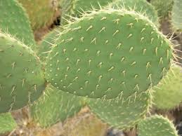 Image result for Habenaria leucotricha