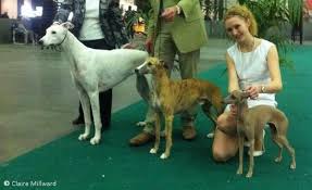 Dark side of greyhound racing investigation by bbc panorama full documentary 2014. What S The Difference Between A Greyhound And A Whippet Quora