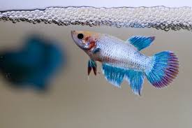 Betta Fish Bubble Nest Everything You Should Know 2019 Version
