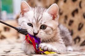 Evde Kedi Oyuncagi Yapimi Ile Kedinizi Daha Mutlu Edin Vetrium Cayyolu Veteriner Klinigi
