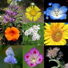 Maybe you would like to learn more about one of these? Xerces Pollinator Mix For Central Coast And Southern California California Native Seeds From Cnps Sd