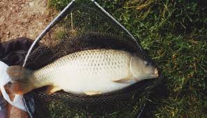 Salah satu umpan yang disukai oleh ikan mas adalah berupa pelet. Neuroattractant Umpan Ikan Mas Dijamin Strike Ciungtips