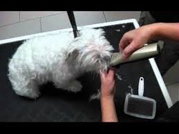 Malteser Trimmen Schneiden Oder Scheren 1 06 01 35 Hund Trimmen Malteser Hund Hundesalon