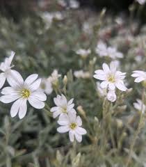 Image result for Cerastium tomentosum