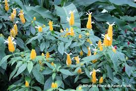 Image result for Pachystachys