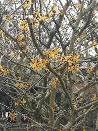 Image result for Hamamelis mollisi