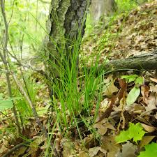 Image result for Margaretta rosea