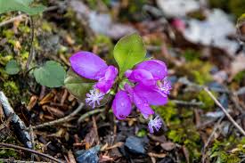 Image result for Polygala filicaulis