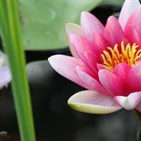 Lotus lotus, modèle, fleur arrangement png. Faire Une Commande A Coeur De Lotus