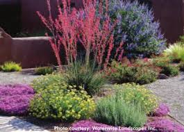 These tough plant selections can cope with dry spells and recover from repeated wilting. Selecting Drought Resistant Plants Irrigation And Green Industry Magazine