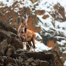 Maybe you would like to learn more about one of these? Do You Know Why The Markhor Is Pakistan S National Animal