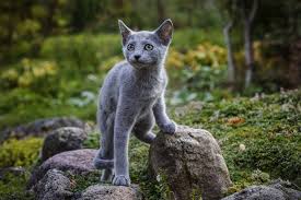 Für die autofahrer im russischen dserschinsk (fast 400 kilometer östlich von moskau) muss es im ersten moment wie eine einbildung gewirkt haben: Russisch Blau Steckbrief Mein Haustier