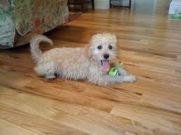 She has tons of energy but she really is just the sweetest dog. Josie The Labradoodle Pup Labradoodle Pup Puppy Love