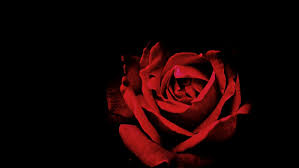 4.5 out of 5 stars. Hd Wallpaper Red Rose Flower In Black Background Petal Roses Dark Rose Flower Wallpaper Flare