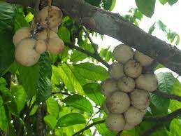 Lanzones fruits are ovoid, roundish orbs around five centimeters in diameter, usually found in clusters of two to thirty fruits. Lansium Parasiticum Wikipedia