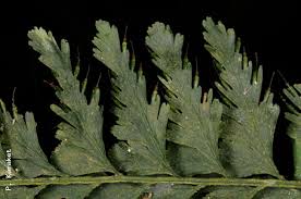 Image result for Vandenboschia gigantea