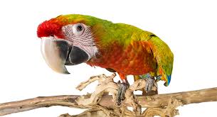 Exotic Birds You Can Have As Pets Parrot Training Books A Selection For You Cockatiels As Pets Parrot Training Parrot Cockatiel