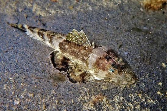 Onigocia spinosa