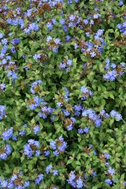 Image result for Ceratostigma willmottianum