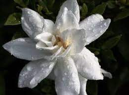 Pin On How To Grow For Garden
