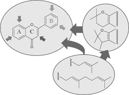 Image result for Ptycholobium contortum