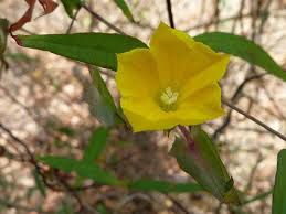 Image result for Xenostegia medium