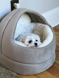 Pretty Comfy Looking Bed Cutie In 2020 Fluffy Dogs Tiny Fluffy Dog Cute Puppies