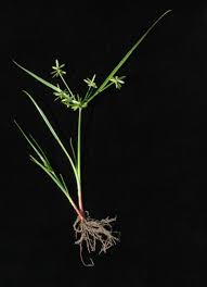 Image result for Cyperus kasamensis