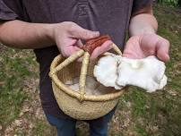 WAITLIST - Intro to Foraging with Saint Paul Community Ed