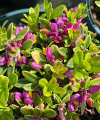 Image result for Polygala gazensis
